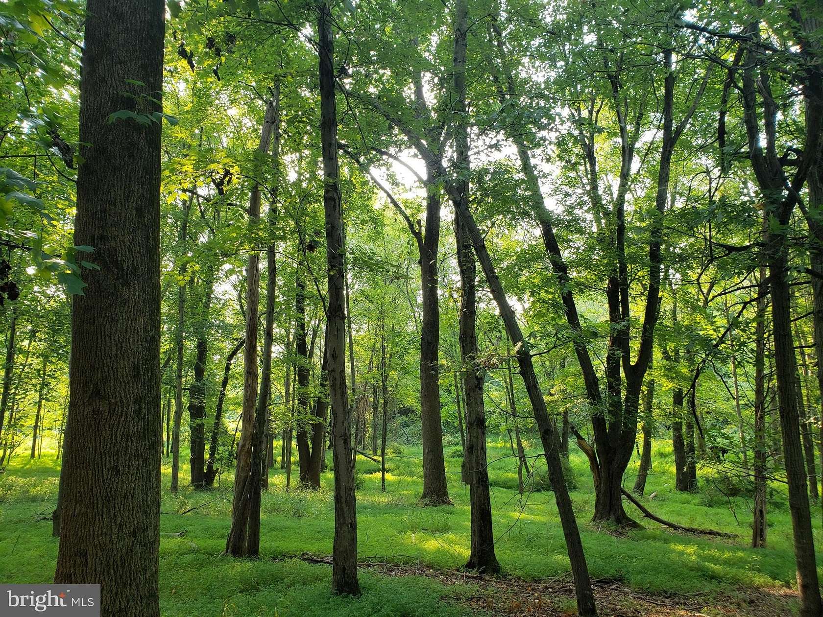5 Acres of Residential Land for Sale in Great Falls, Virginia