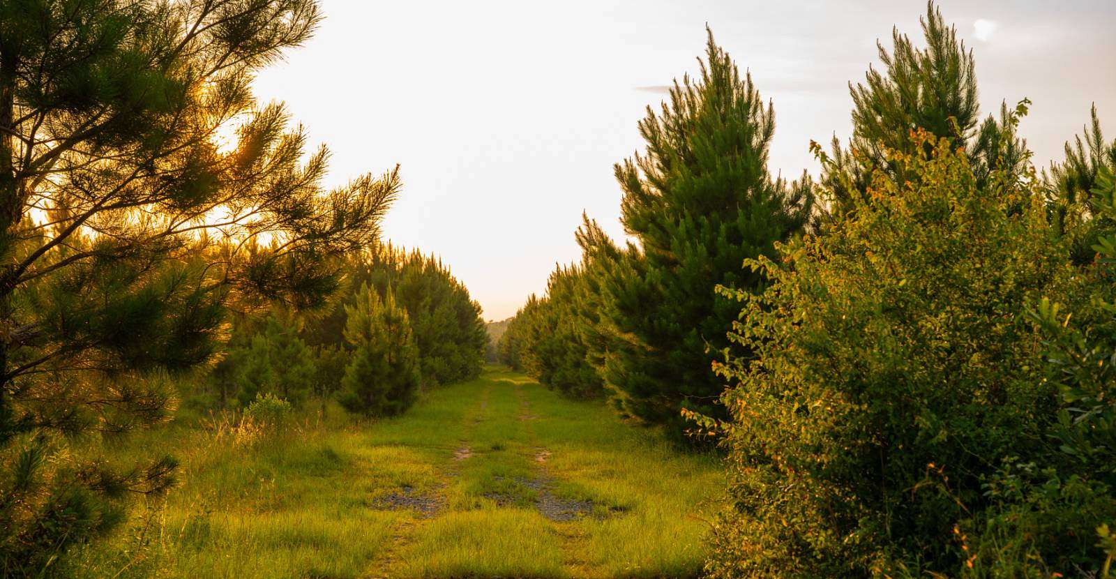244 Acres of Recreational Land for Auction in Arabi, Georgia