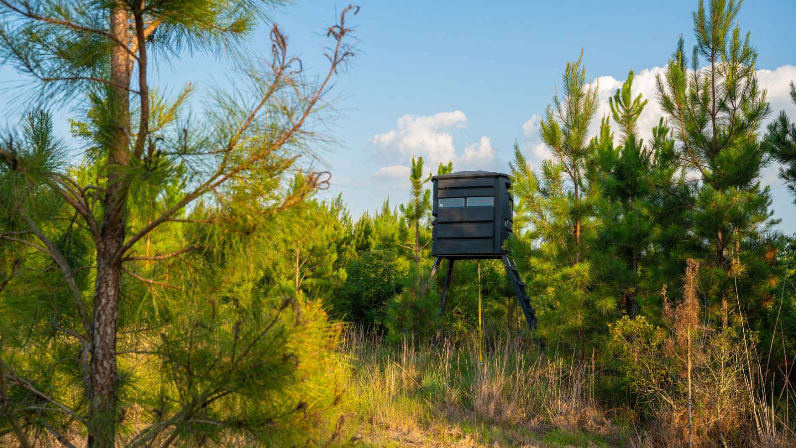 154 Acres of Recreational Land for Auction in Arabi, Georgia