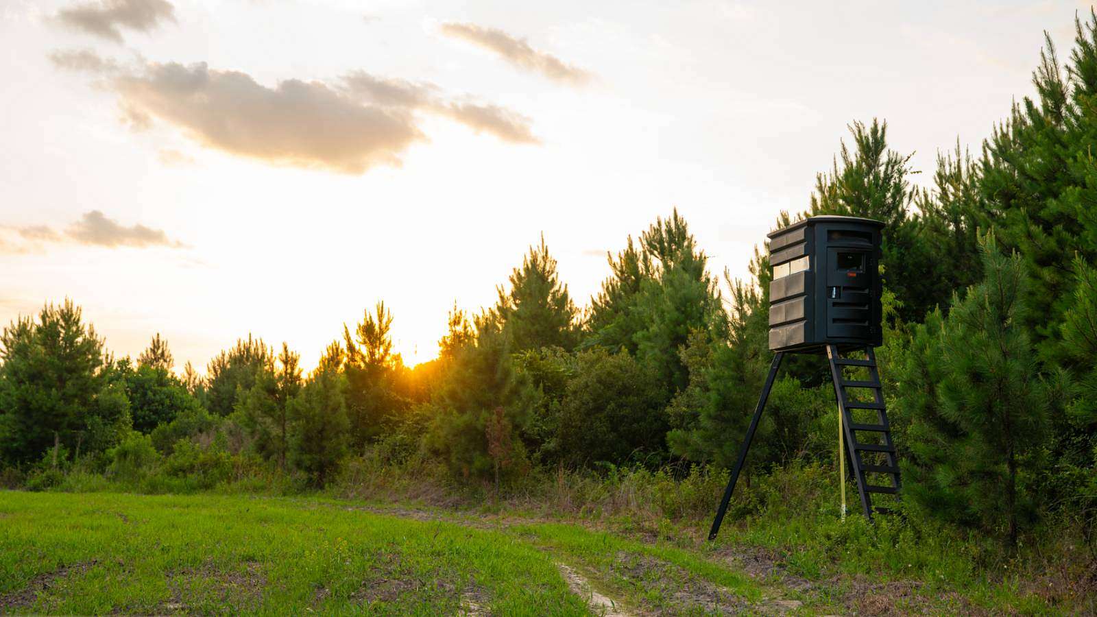 378 Acres of Recreational Land for Auction in Arabi, Georgia