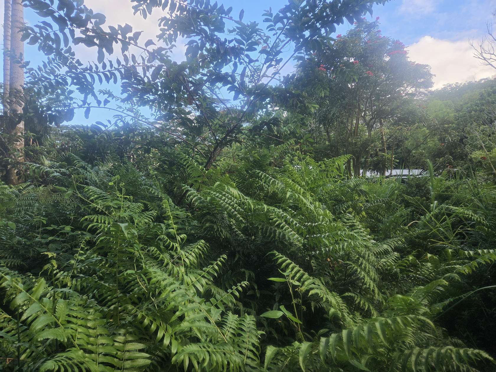 0.26 Acres of Residential Land for Sale in Pahoa, Hawaii
