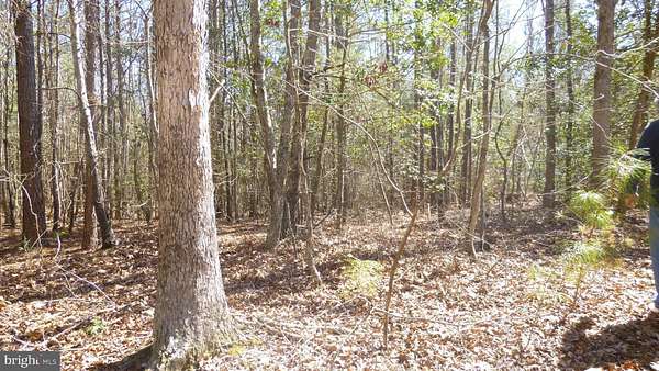 61.5 Acres of Land for Sale in Montross, Virginia