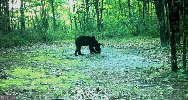 63.8 Acres of Land for Sale in Yellow Spring, West Virginia