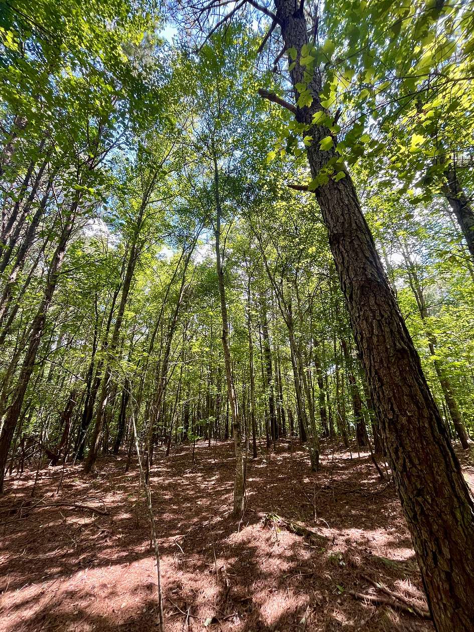 16 Acres of Recreational & Residential Land for Sale in Woodland, Alabama