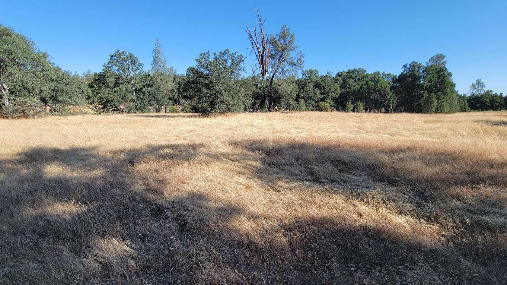 39.3 Acres of Agricultural Land for Sale in Cottonwood, California