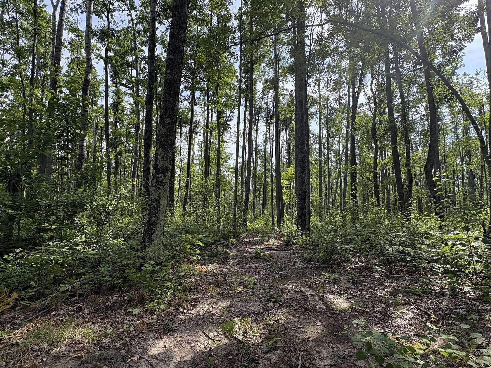 9 Acres of Land for Sale in Hillman, Michigan