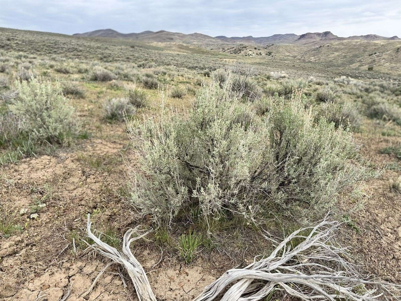 1.14 Acres of Residential Land for Sale in Elko, Nevada