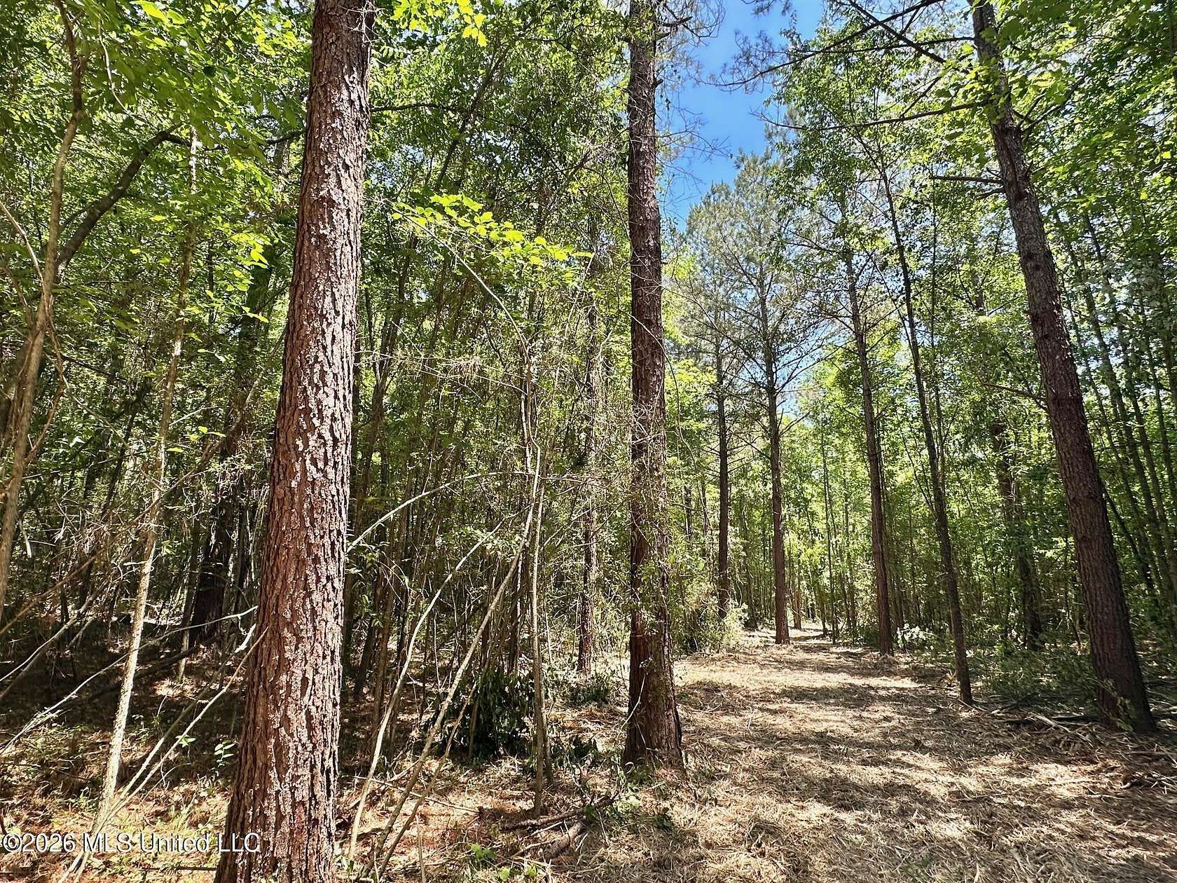 30.3 Acres of Recreational & Residential Land for Sale in Magee, Mississippi