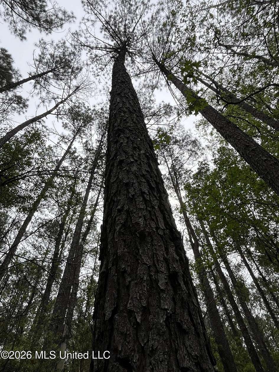 9 Acres of Land for Sale in Brooklyn, Mississippi