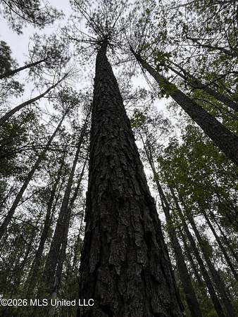 9 Acres of Land for Sale in Brooklyn, Mississippi