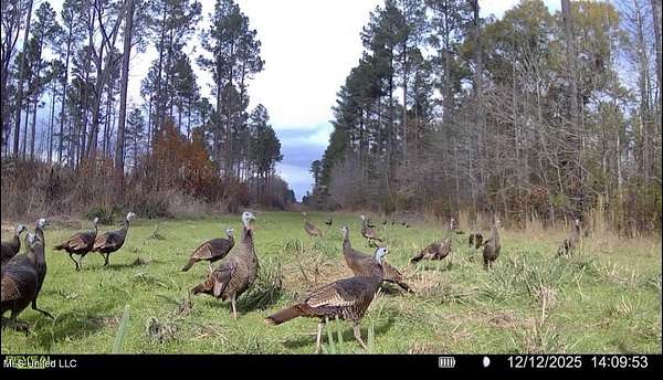 1,235 Acres of Recreational Land for Sale in Terry, Mississippi