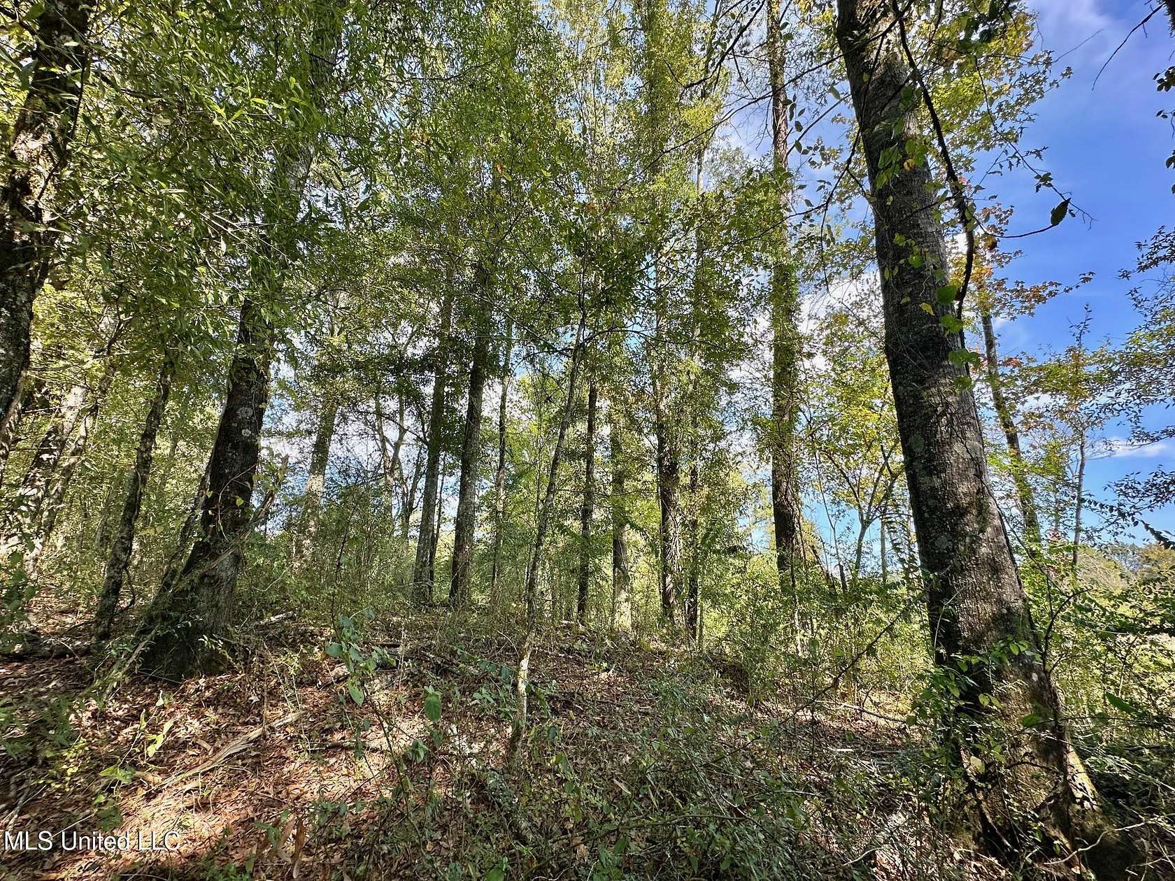 309 Acres of Recreational Land for Sale in Forest, Mississippi