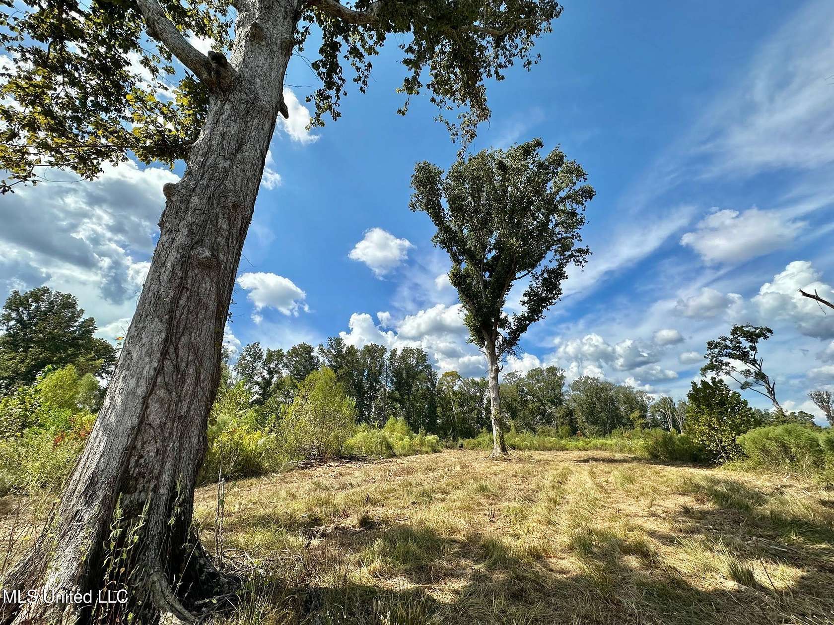 309 Acres of Recreational Land for Sale in Forest, Mississippi