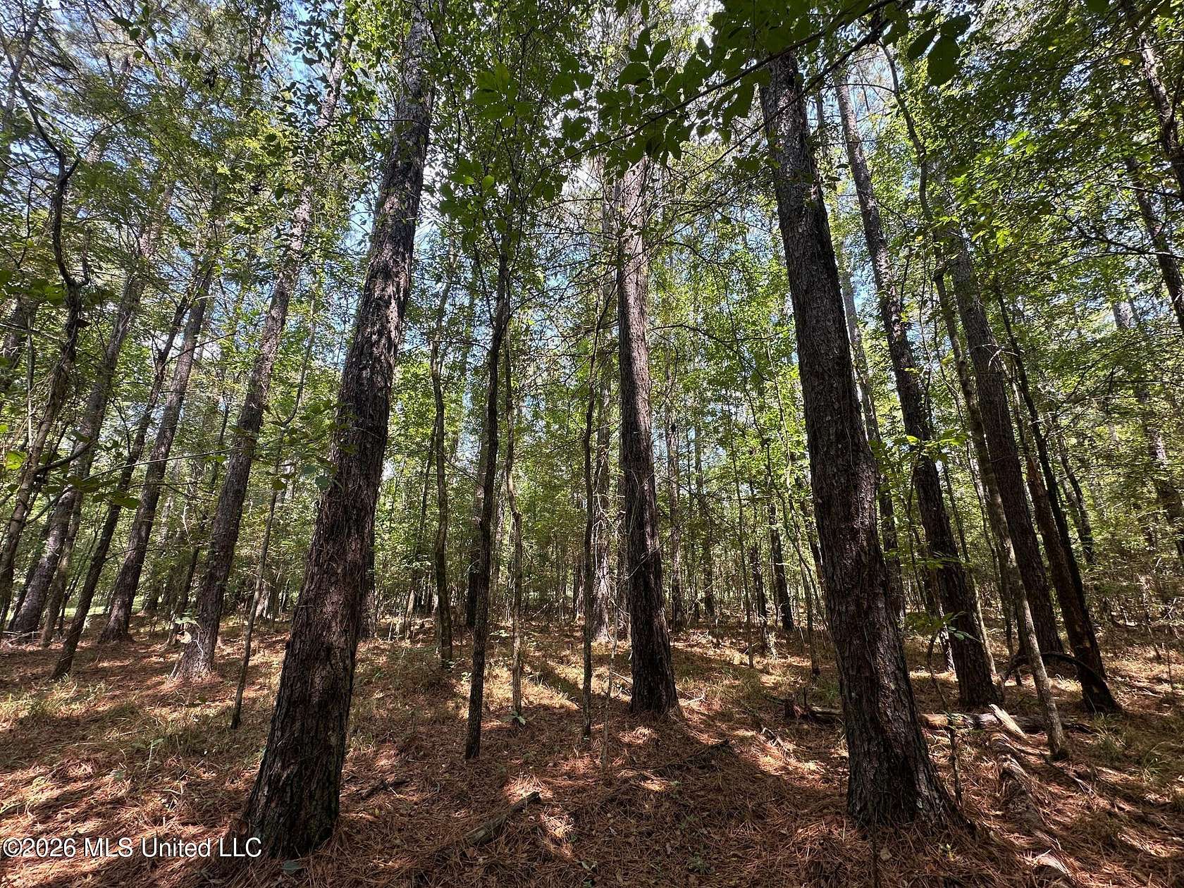 50 Acres of Recreational Land for Sale in Pulaski, Mississippi