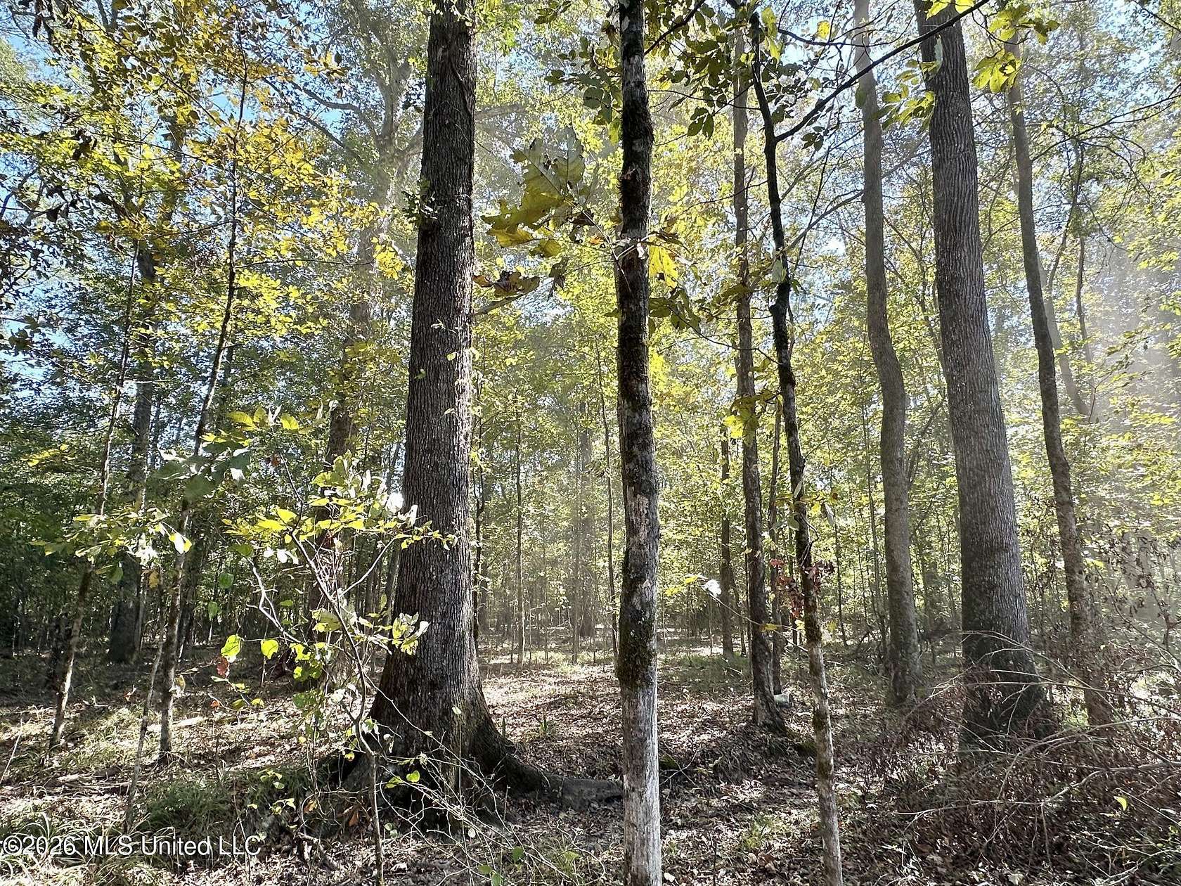 239 Acres of Recreational Land for Sale in Carthage, Mississippi