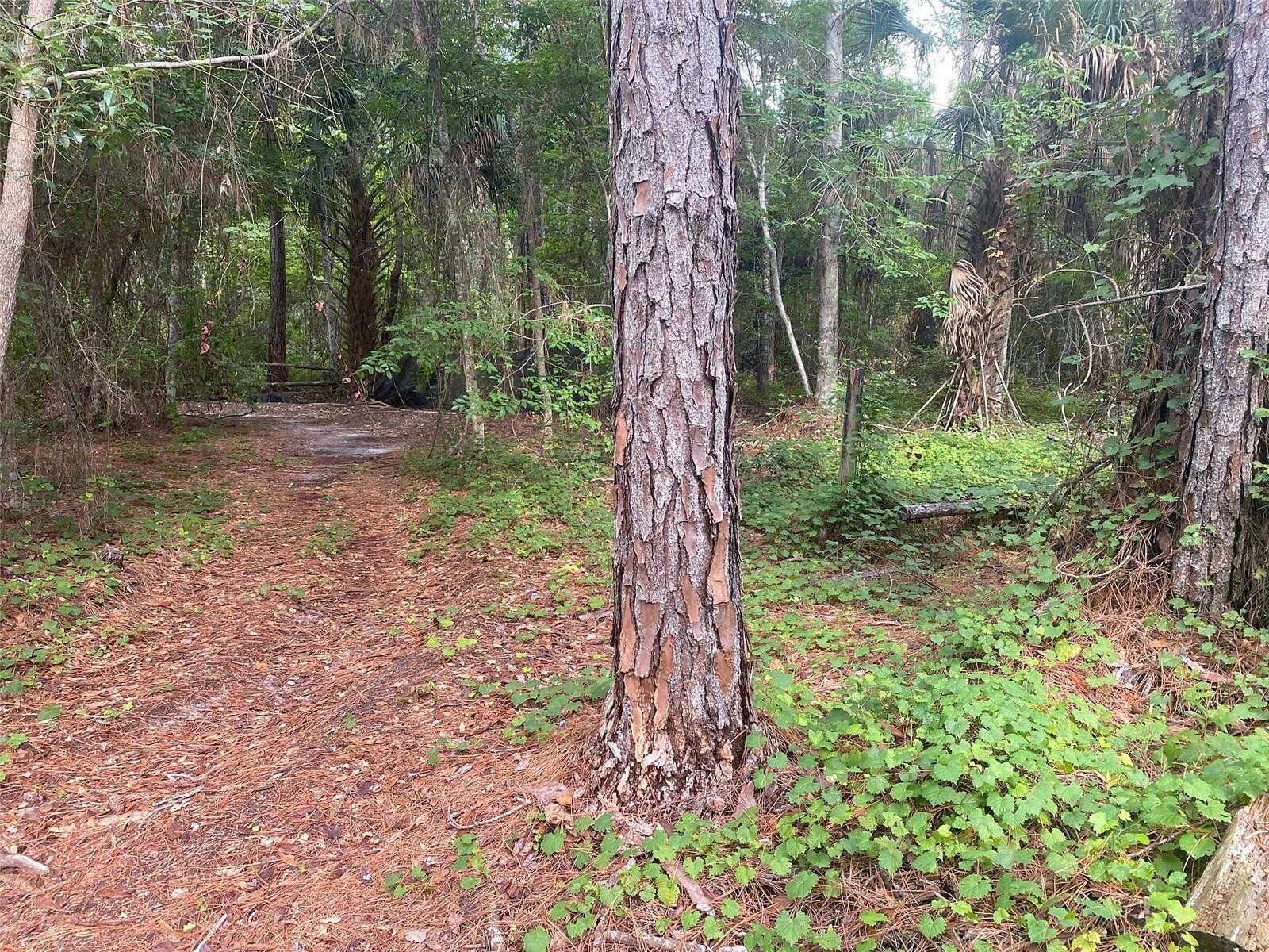 15 Acres of Recreational & Residential Land for Sale in Crescent City, Florida