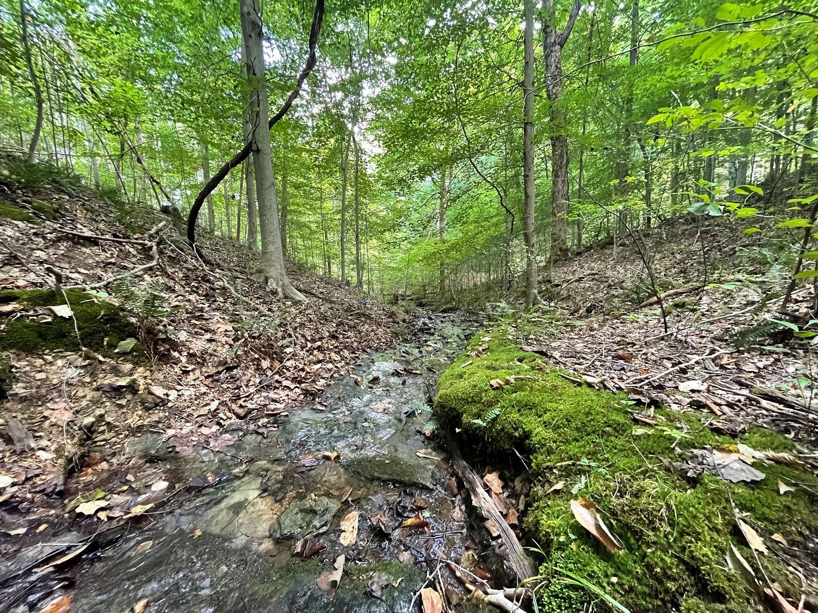 27.3 Acres of Land for Sale in Hampshire, Tennessee