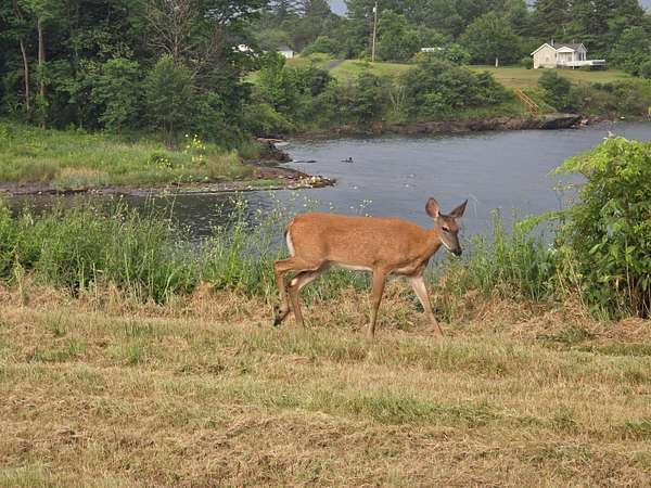 0.78 Acres of Land for Sale in Searsport, Maine