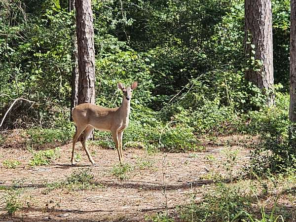 0.39 Acres of Residential Land for Sale in Holly Lake Ranch, Texas