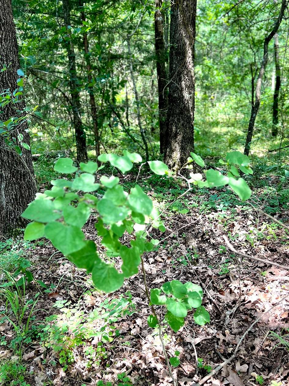 1.62 Acres of Residential Land for Sale in Colbert, Oklahoma