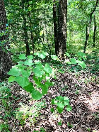 1.62 Acres of Residential Land for Sale in Colbert, Oklahoma