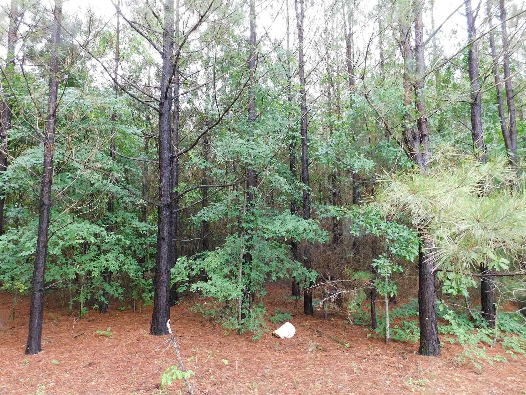 8 Acres of Residential Land for Sale in Gilmer, Texas