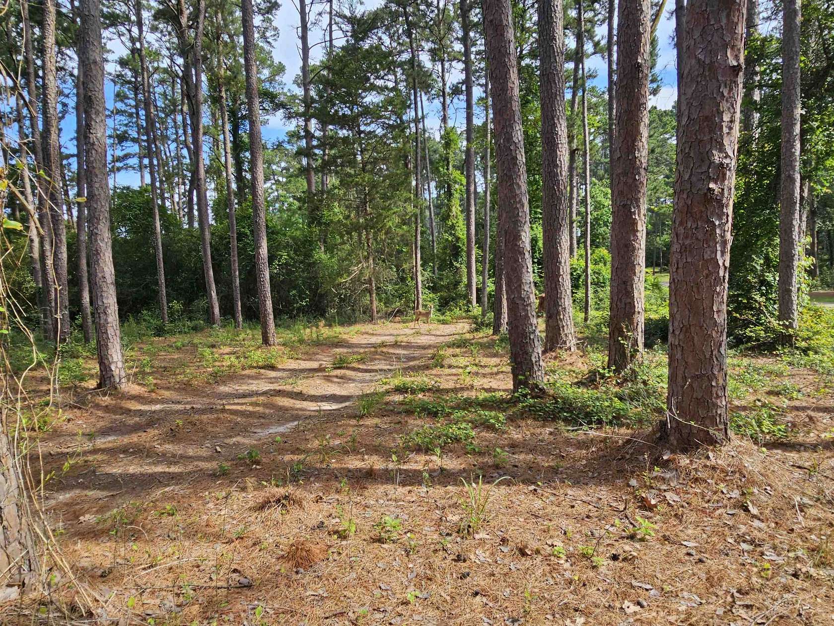0.36 Acres of Land for Sale in Holly Lake Ranch, Texas