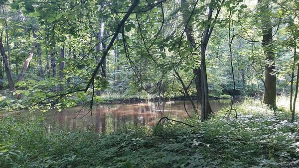 46 Acres of Land for Sale in Litchfield, Michigan
