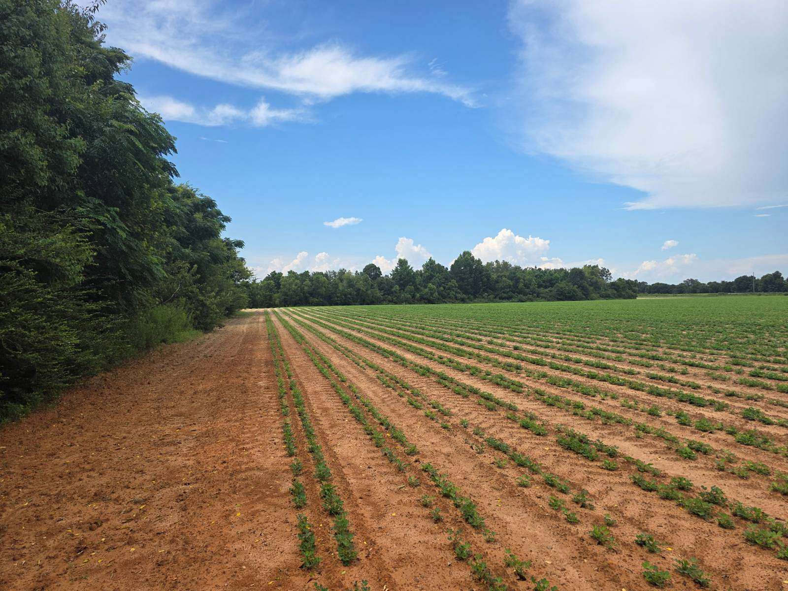 20 Acres of Land for Sale in Cottondale, Florida