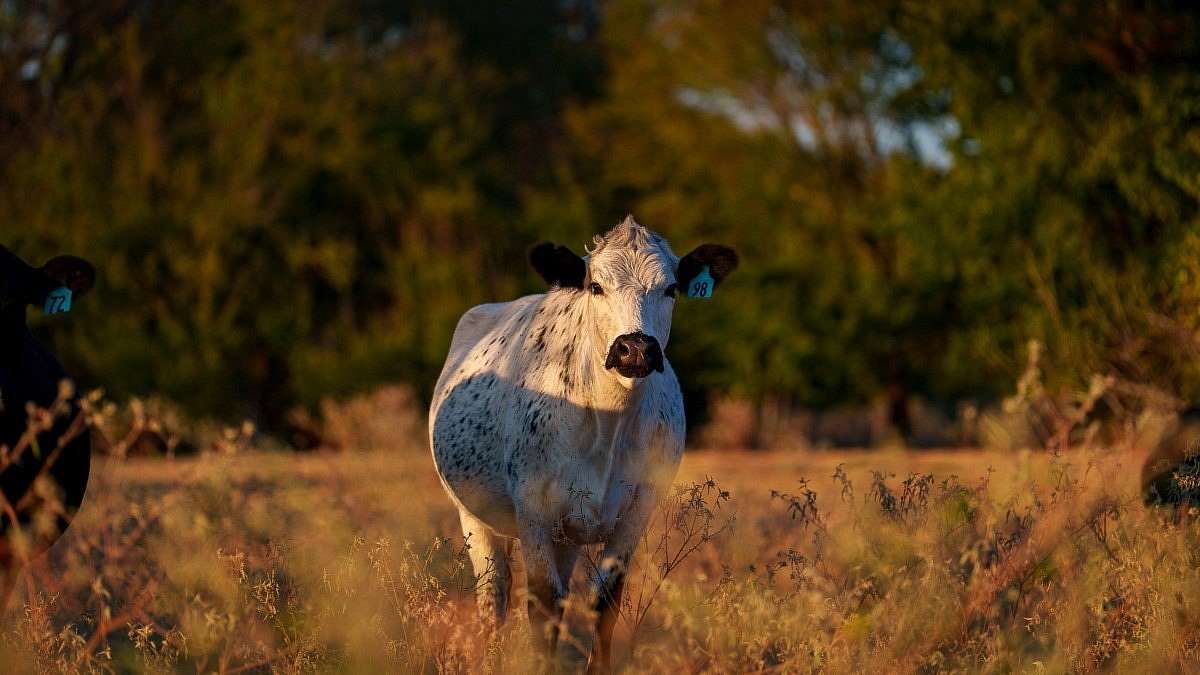 36 Acres of Land for Sale in Calvert, Texas