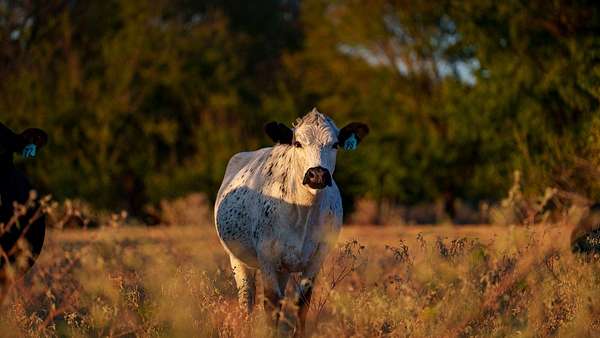 36 Acres of Land for Sale in Calvert, Texas