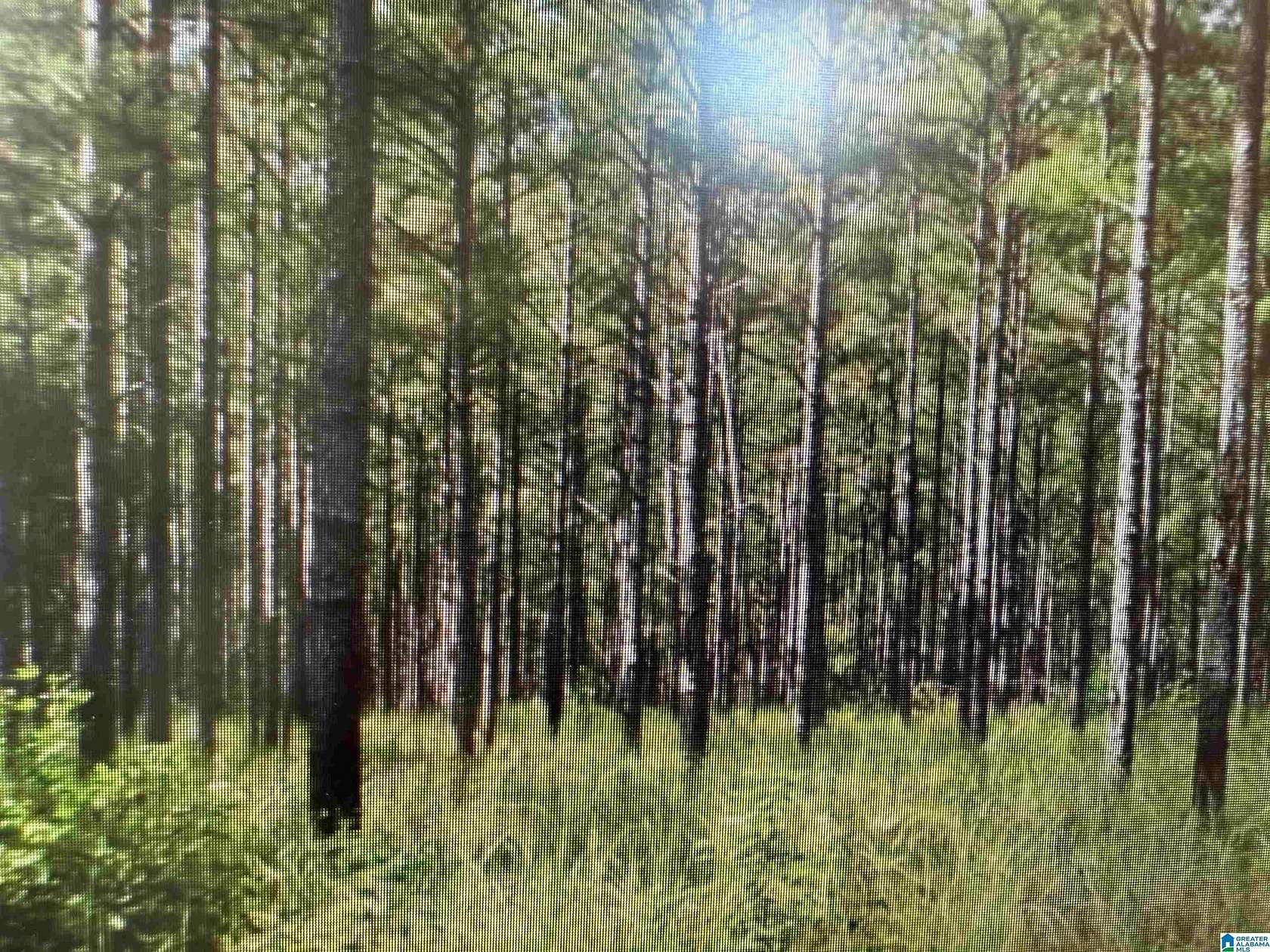 47.3 Acres of Recreational Land for Sale in Morris, Alabama
