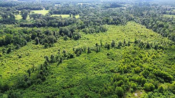 52.8 Acres of Recreational Land for Sale in Newton, Texas