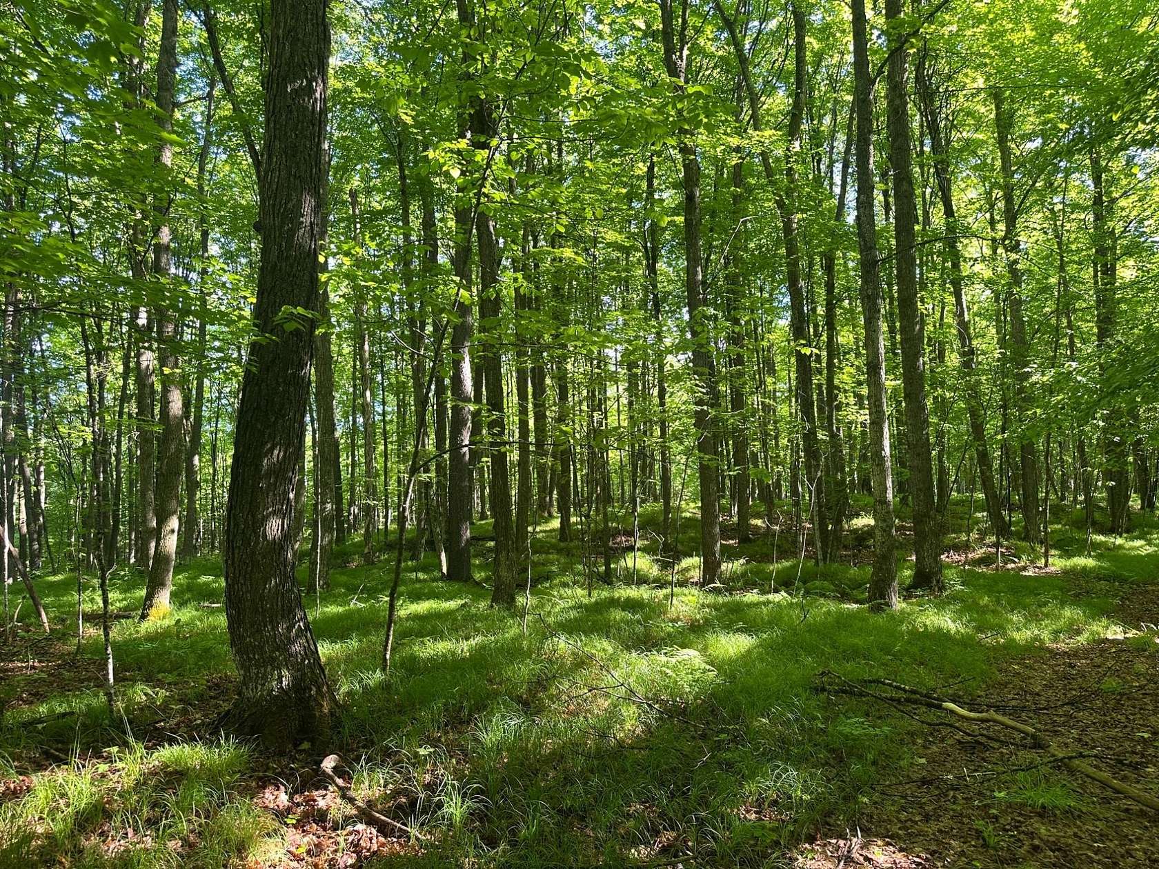 16.6 Acres of Recreational Land for Sale in Alvin, Wisconsin