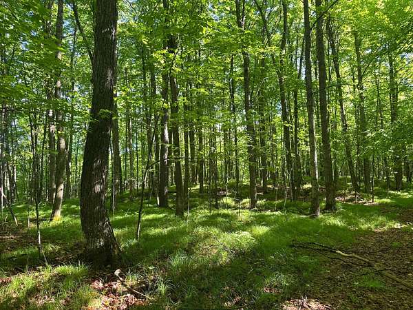 16.6 Acres of Recreational Land for Sale in Alvin, Wisconsin