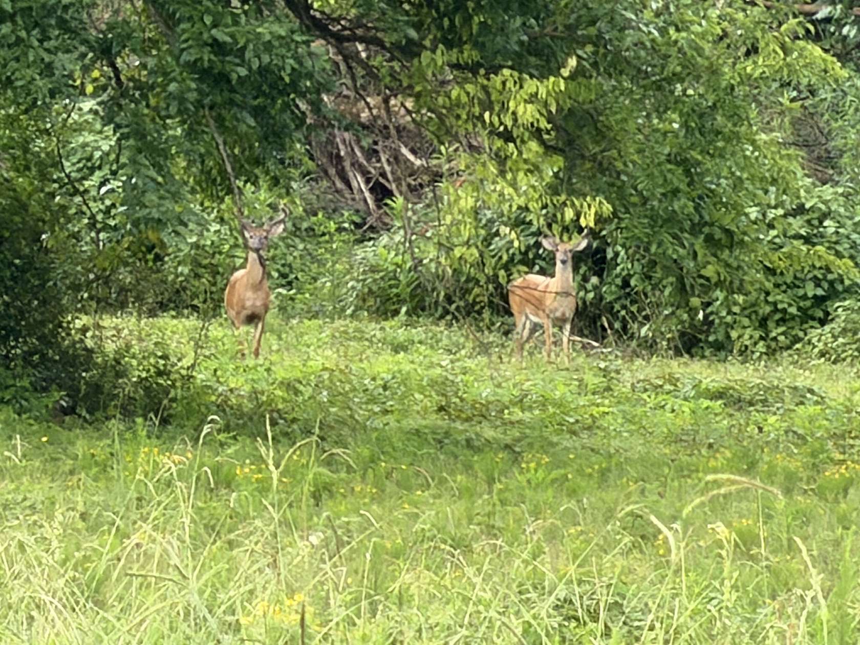 242 Acres of Land for Sale in Mount Pleasant, Tennessee