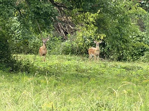 242 Acres of Land for Sale in Mount Pleasant, Tennessee