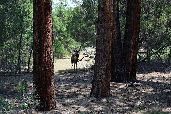 7 Acres of Land for Sale in Chama, New Mexico