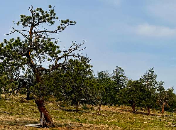 5.87 Acres of Land for Sale in Hartsel, Colorado