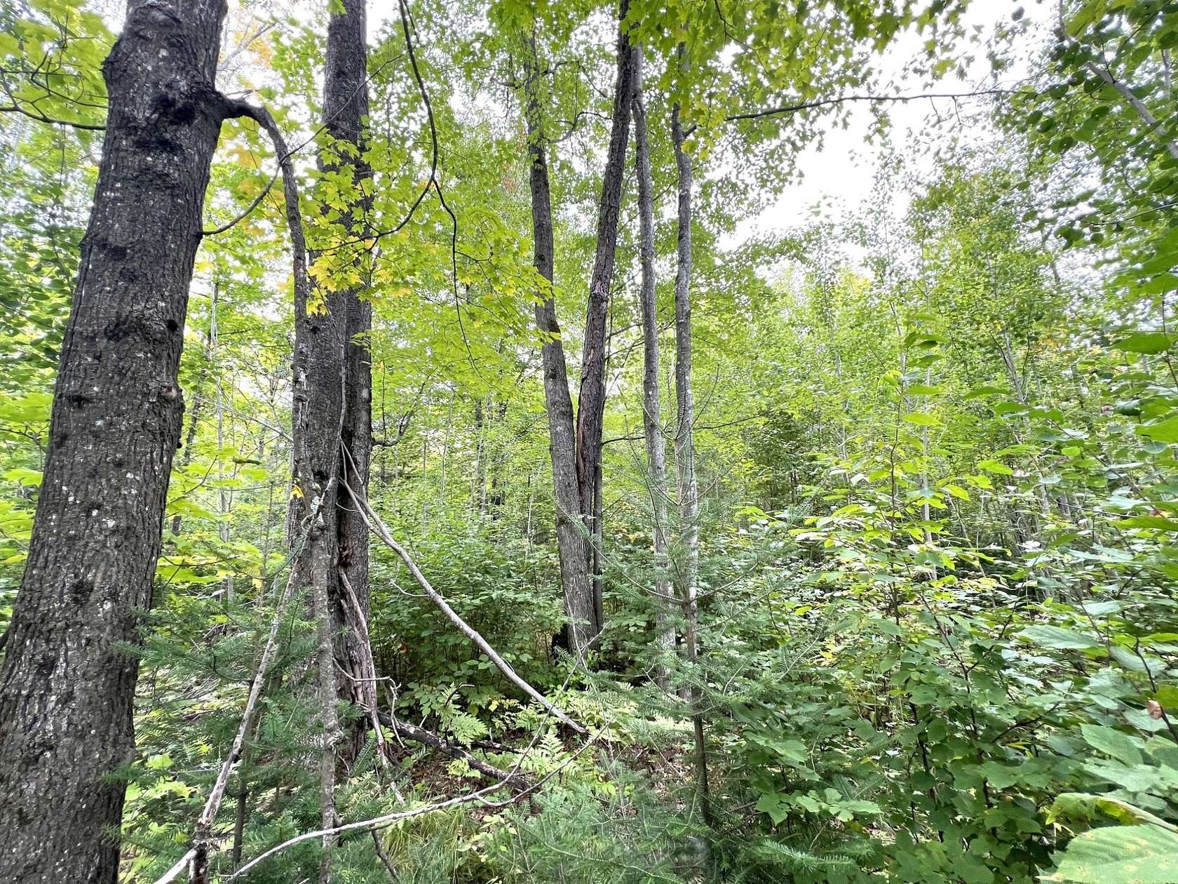 5.56 Acres of Residential Land for Sale in Crandon, Wisconsin