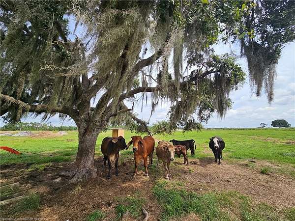 16 Acres of Land for Sale in Venus, Florida