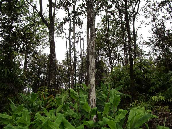 0.23 Acres of Land for Sale in Volcano, Hawaii