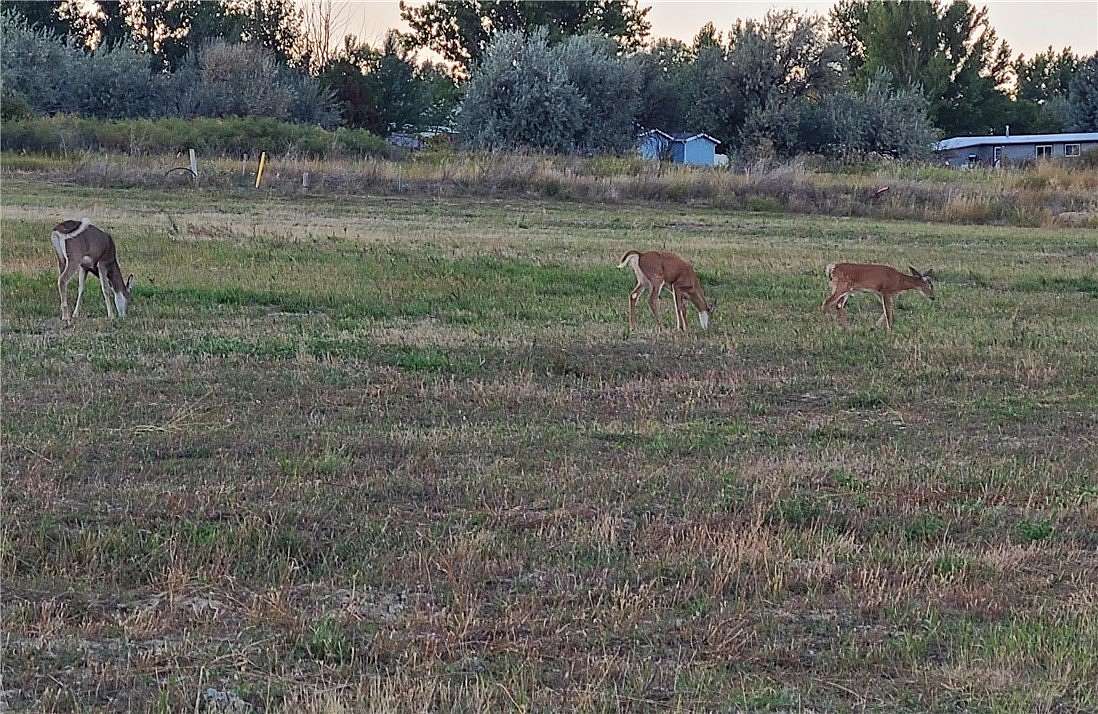 0.25 Acres of Residential Land for Sale in Billings, Montana