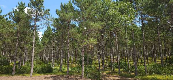 5.15 Acres of Residential Land for Sale in Rome, Wisconsin