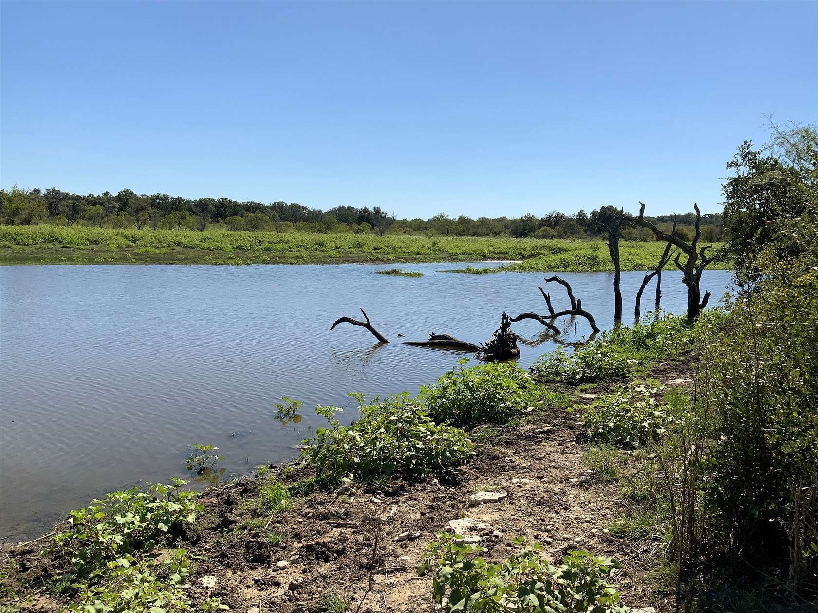 250 Acres of Land for Sale in Gustine, Texas
