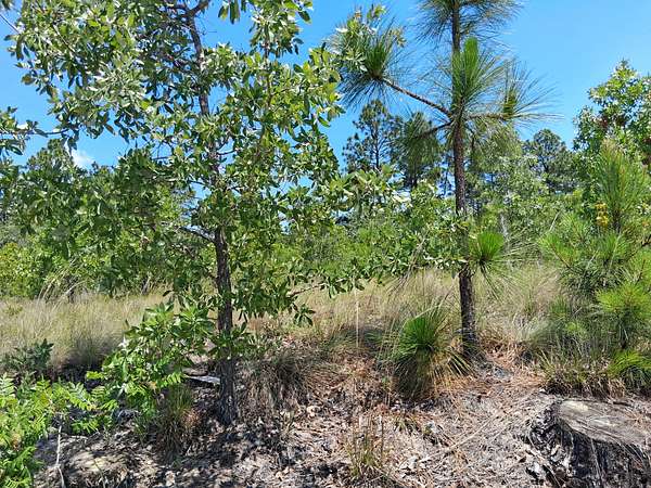 8 Acres of Land for Sale in Wallace, South Carolina