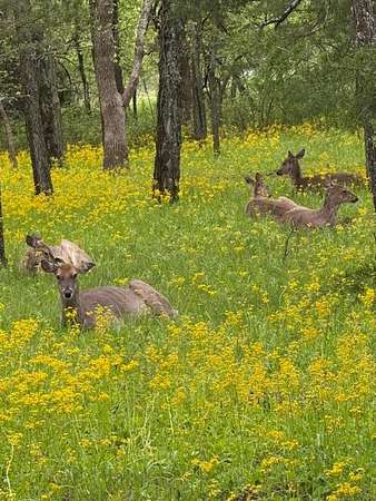 0.23 Acres of Land for Sale in Linn Valley, Kansas
