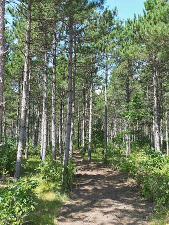 2.19 Acres of Residential Land for Sale in Rome, Wisconsin