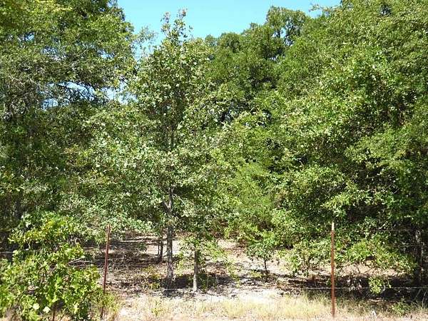 17.6 Acres of Land for Sale in Athens, Texas