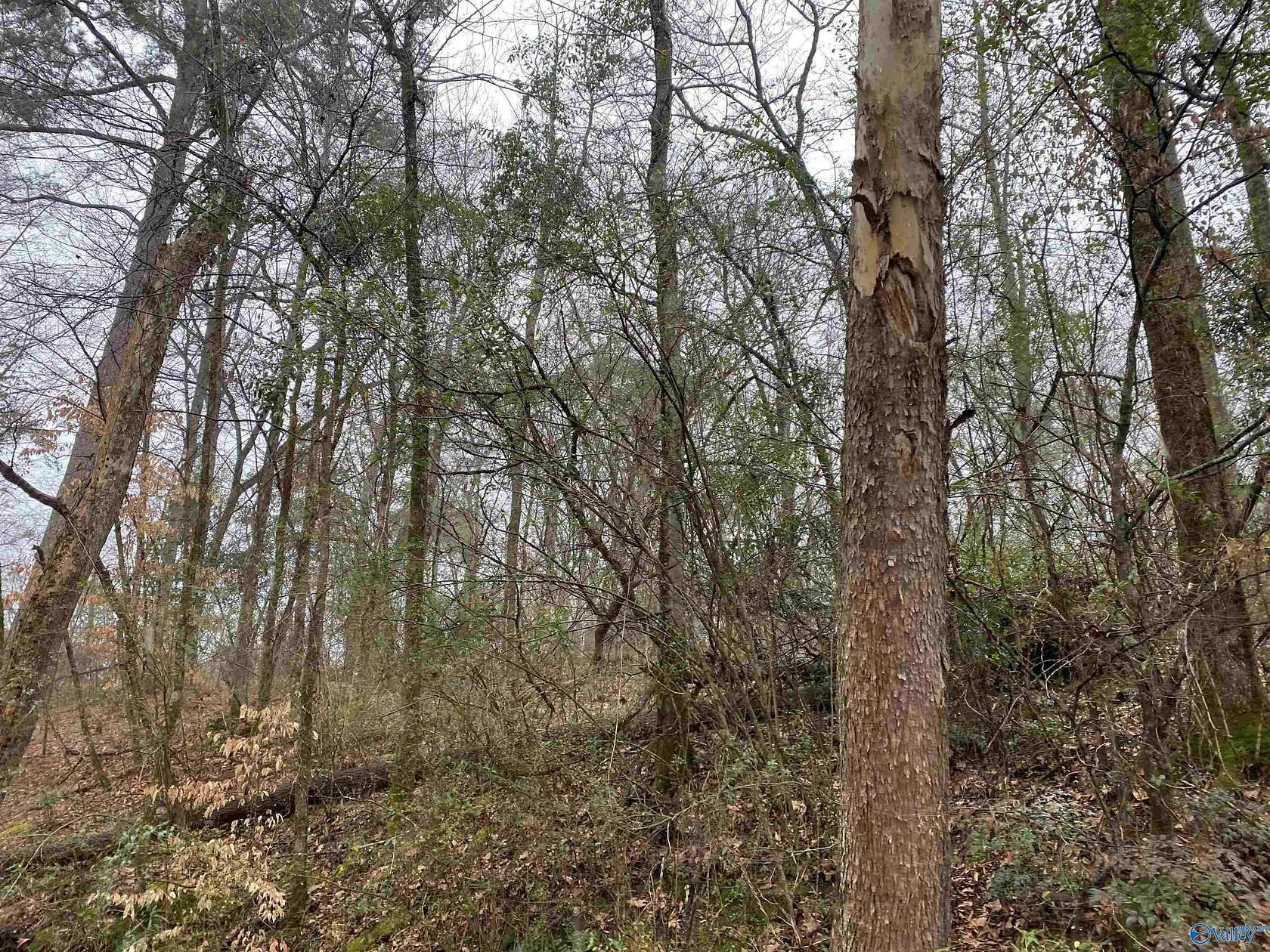 10 Acres of Residential Land for Sale in Hartselle, Alabama